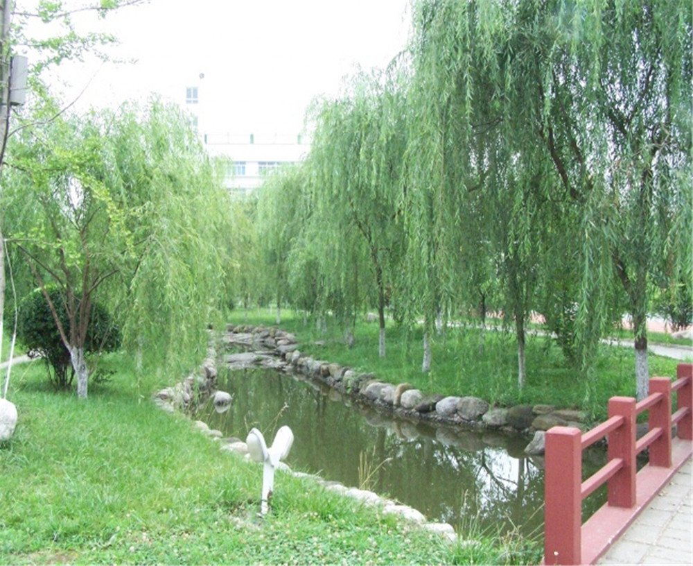廣元外國語2020年學校招生分數(shù)公布了嗎？