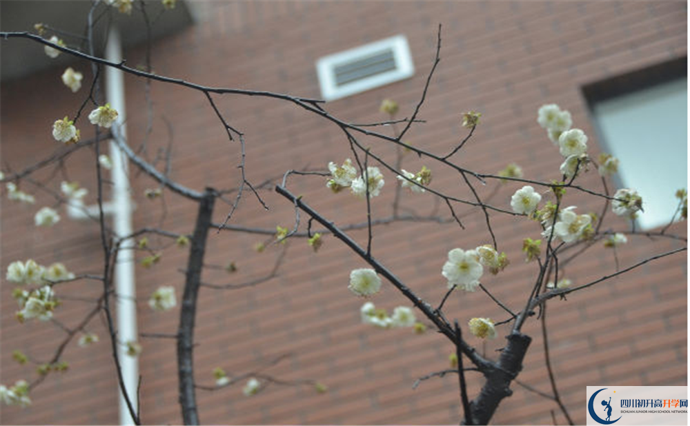 成都樹德中學(xué)光華校區(qū)自主招生中考網(wǎng)上怎么報名？
